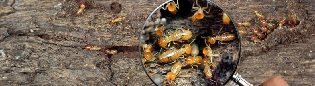 Descupinização de Solo em São Paulo  24 HORAS